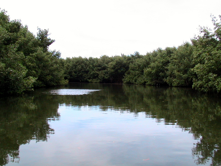 25 - Mangrove 085.jpg